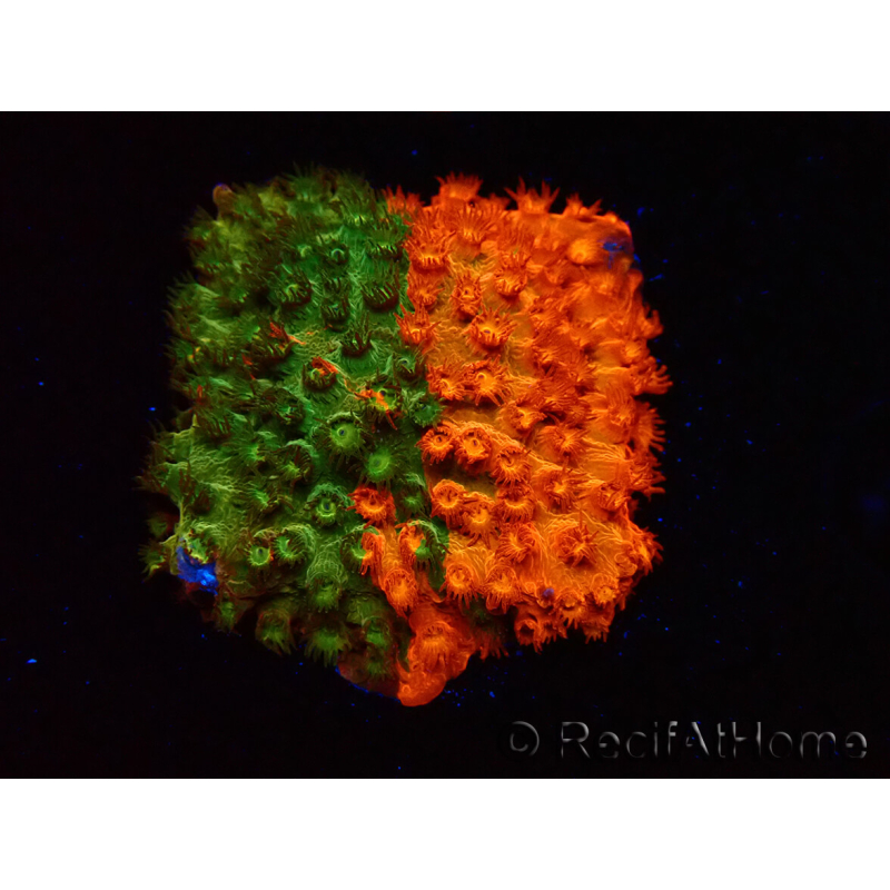 WYSIWYG - RAH Cyphastrea Sunkist Grafted