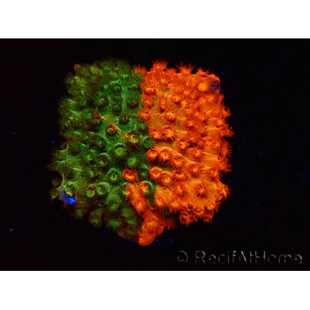 WYSIWYG - RAH Cyphastrea Sunkist Grafted