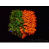 WYSIWYG - RAH Cyphastrea Sunkist Grafted