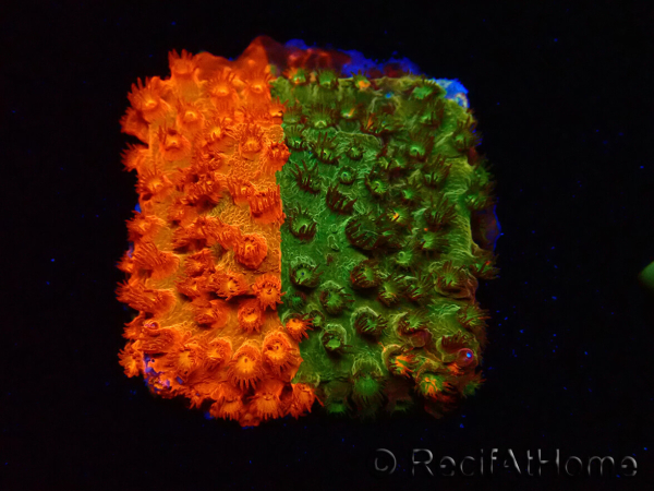 WYSIWYG - RAH Cyphastrea Sunkist Grafted