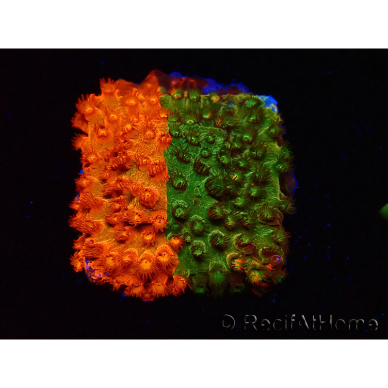 WYSIWYG - RAH Cyphastrea Sunkist Grafted J1