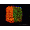 WYSIWYG - RAH Cyphastrea Sunkist Grafted J1