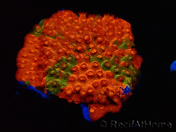 WYSIWYG - RAH Cyphastrea Sunkist Grafted K1
