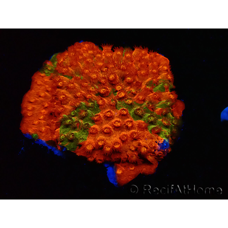 WYSIWYG - RAH Cyphastrea Sunkist Grafted