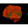 WYSIWYG - RAH Cyphastrea Sunkist Grafted