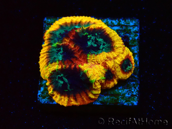 WYSIWYG - JF Yellow Submarine Favia