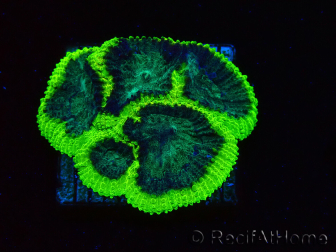 WYSIWYG - RAH Favia Toxic Halo E7