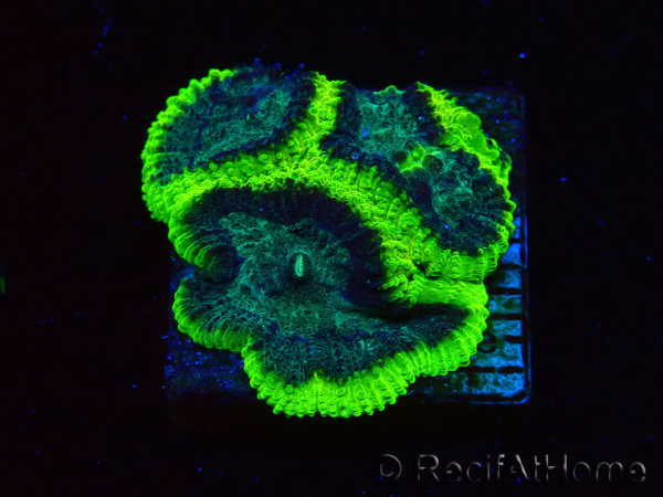 WYSIWYG - RAH Favia Toxic Halo