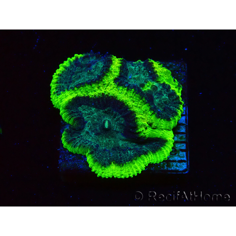 WYSIWYG - RAH Favia Toxic Halo F7