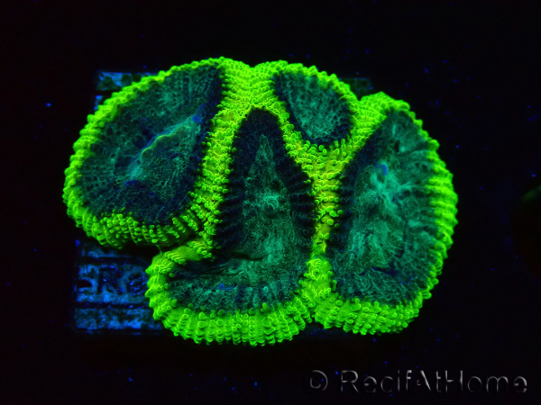WYSIWYG - RAH Favia Toxic Halo