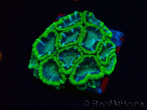 WYSIWYG - RAH Micromussa Jungle Viper 6