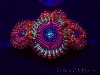 WYSIWYG - Zoanthus Happy People Eater 30A6