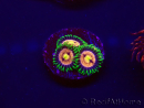 WYSIWYG - Zoanthus Laser Lemon