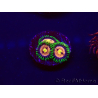 WYSIWYG - Zoanthus Laser Lemon 30A7