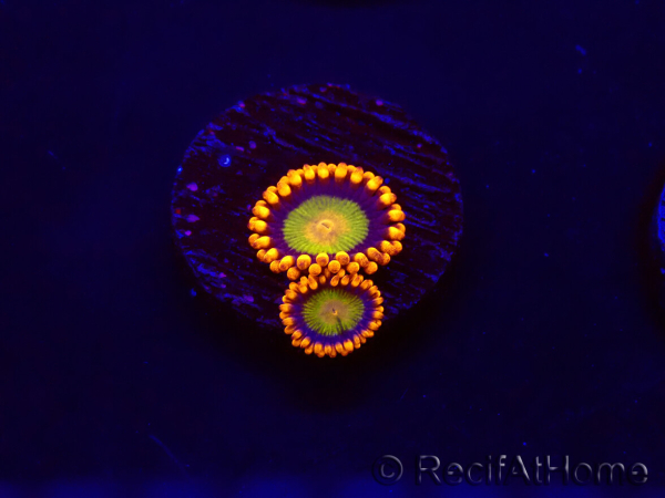 WYSIWYG - Zoanthus Orange Mandarin 30C1