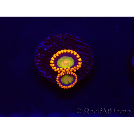 WYSIWYG - Zoanthus Orange Mandarin 30C1