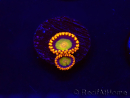 WYSIWYG - Zoanthus Orange Mandarin 30C1