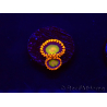 WYSIWYG - Zoanthus Orange Mandarin 30C1