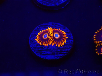 WYSIWYG - Zoanthus Tequila Sunrise 30C11
