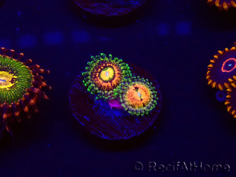 WYSIWYG - Zoanthus Rainbow Incinerator 30D10