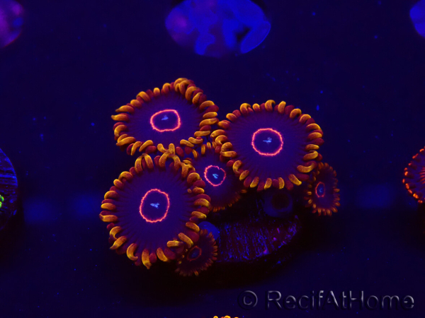 WYSIWYG - Zoanthus Red Hornet 30E3