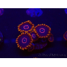 WYSIWYG - Zoanthus Red Hornet 30E3