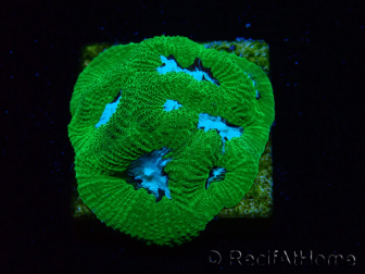 WYSIWYG - RAH Goniastrea Morning Whisper D9