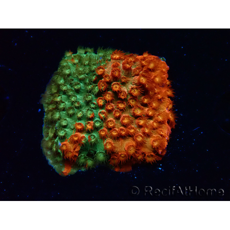 WYSIWYG - RAH Cyphastrea Sunkist Grafted
