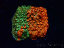 WYSIWYG - RAH Cyphastrea Sunkist Grafted