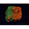 WYSIWYG - RAH Cyphastrea Sunkist Grafted