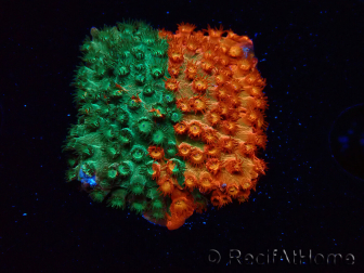 WYSIWYG - RAH Cyphastrea Sunkist Grafted
