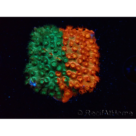 WYSIWYG - RAH Cyphastrea Sunkist Grafted