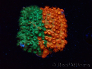 WYSIWYG - RAH Cyphastrea Sunkist Grafted
