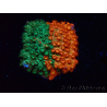 WYSIWYG - RAH Cyphastrea Sunkist Grafted