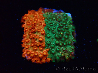 WYSIWYG - RAH Cyphastrea Sunkist Grafted