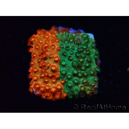 WYSIWYG - RAH Cyphastrea Sunkist Grafted