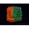 WYSIWYG - RAH Cyphastrea Sunkist Grafted J1