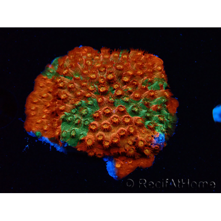 WYSIWYG - RAH Cyphastrea Sunkist Grafted K1