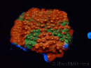 WYSIWYG - RAH Cyphastrea Sunkist Grafted