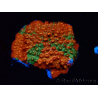 WYSIWYG - RAH Cyphastrea Sunkist Grafted