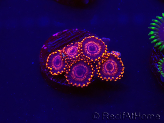 WYSIWYG - Zoanthus WWC Twizzler 30F3