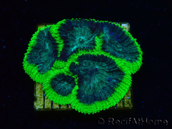 WYSIWYG - RAH Favia Toxic Halo