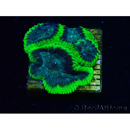 WYSIWYG - RAH Favia Toxic Halo F7