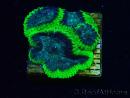 WYSIWYG - RAH Favia Toxic Halo