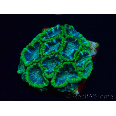 WYSIWYG - RAH Micromussa Jungle Viper 6