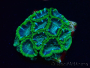 WYSIWYG - RAH Micromussa Jungle Viper 6