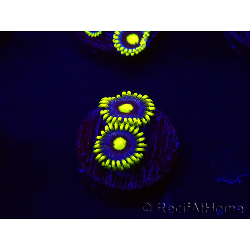 WYSIWYG - Zoanthus Corona 30K3