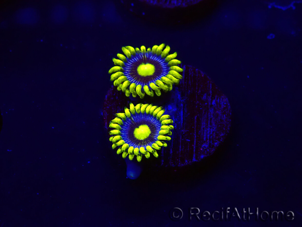 WYSIWYG - Zoanthus Corona 30K4