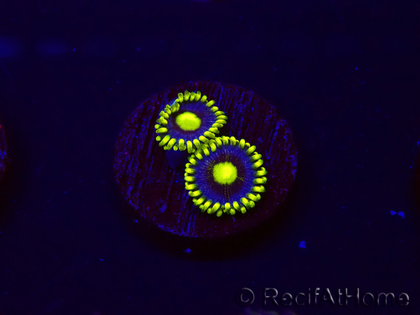 WYSIWYG - Zoanthus Corona 30K6