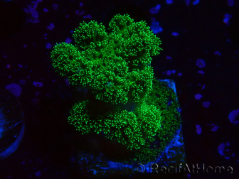 WYSIWYG Pocillopora damicornis green